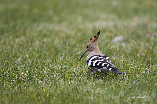 La huppe fasciée est un oiseau magnifique son bec lui permet de fouiller dans les herbes pour extraire les larves et les insectes
